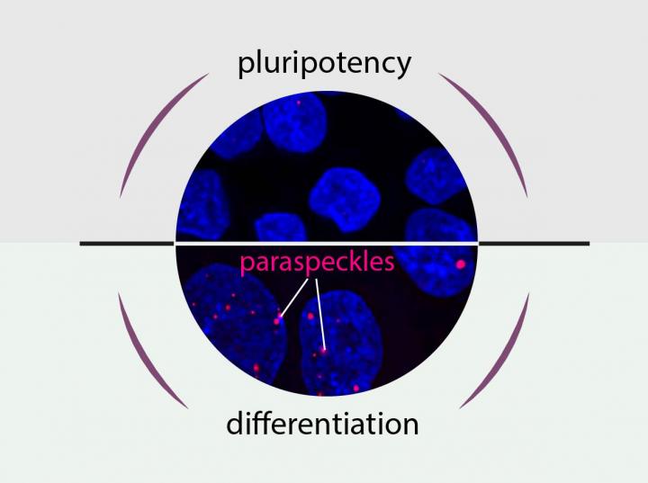 Pluripotency or Differentiation of Stem Cells
