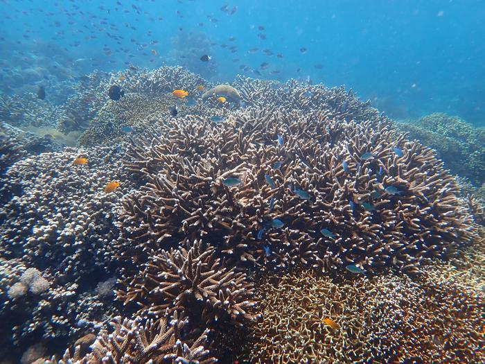 Coral Reefs in the Indo-Pacific Oceans