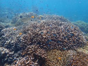 Coral Reefs in the Indo-Pacific Oceans