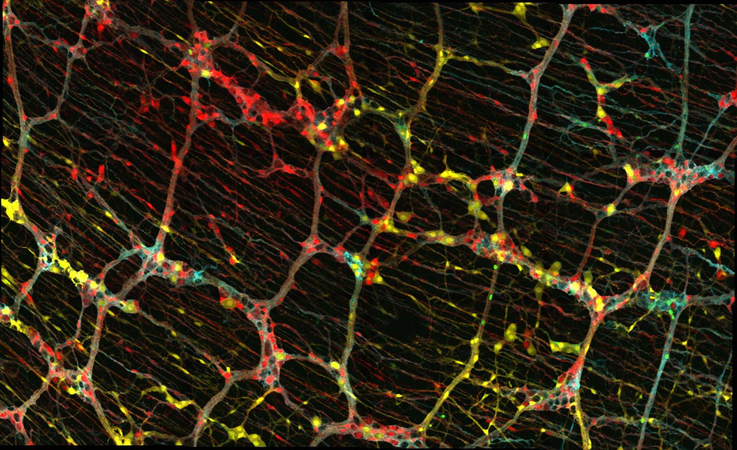 Methodical Neural Development of the Intestines | EurekAlert!