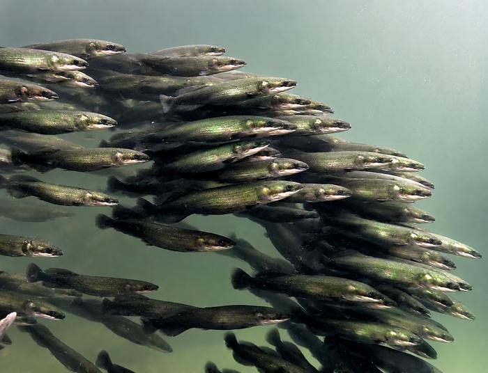 Juvenile Arapaimas Swimming Together Underwater