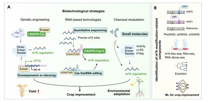 Decoding RNA Epigenetics: m6A Modification in Plants and Its Potential for Crop Improvement
