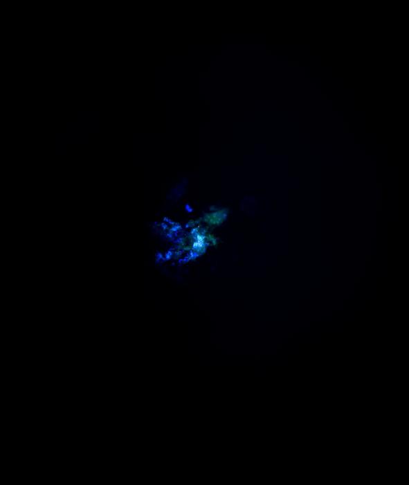 Multi-Region Brain Organoid (MRBO)