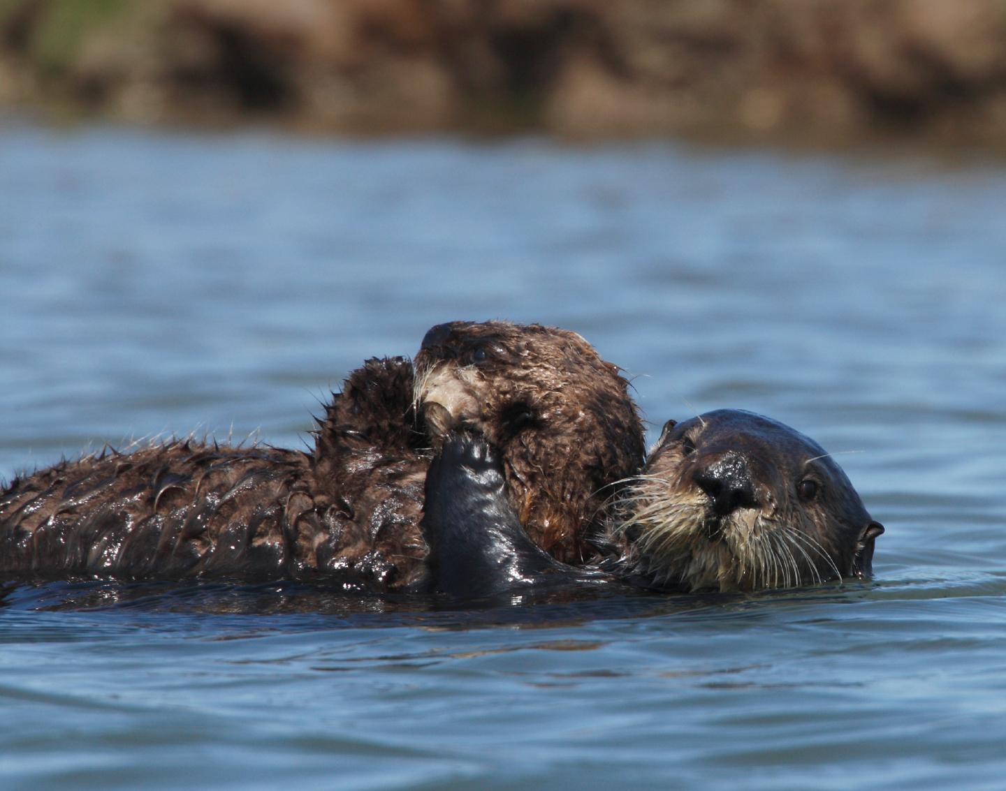 Otter 327 in Elkhorn Slough with Wild-Born Pup of Her Own