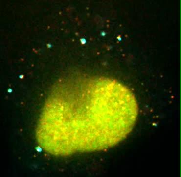 mRNA Being Translated in Living Cells