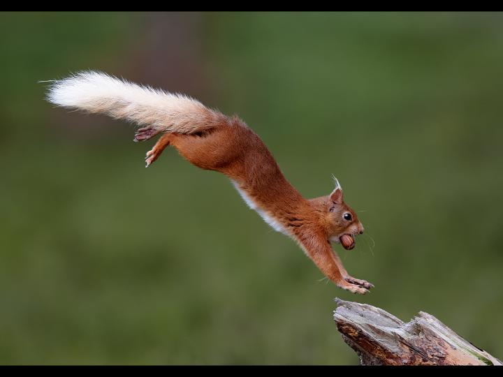 Red Squirrel with Nut