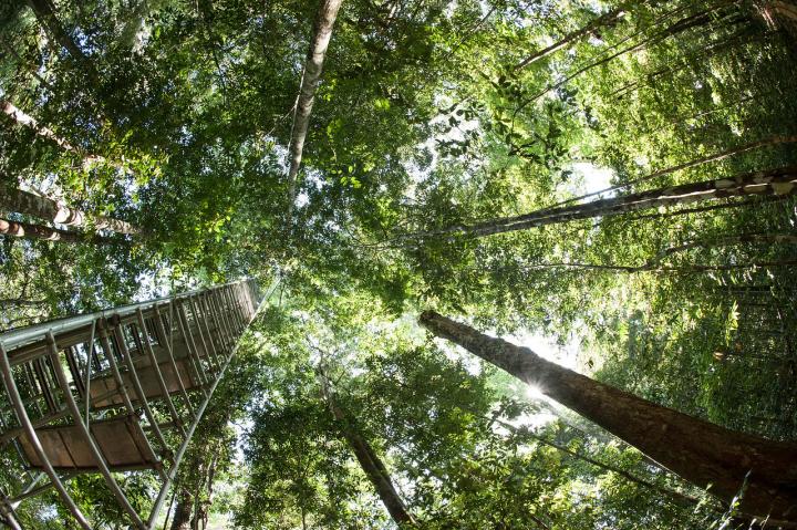 Tropical Forest Canopy