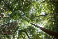 Tropical Forest Canopy