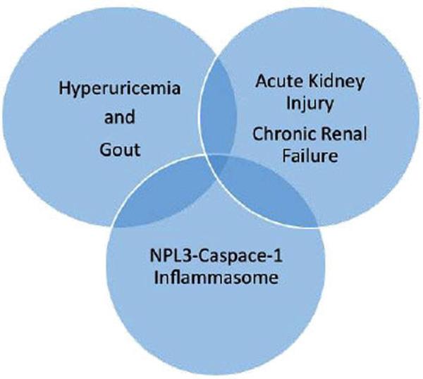 Uric Acid, Gout and Kidney Disease