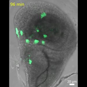 Polyploid cells migrate into the surrounding tissue of a fruit fly larva.