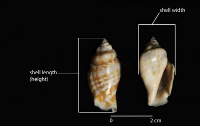 Humped Conch