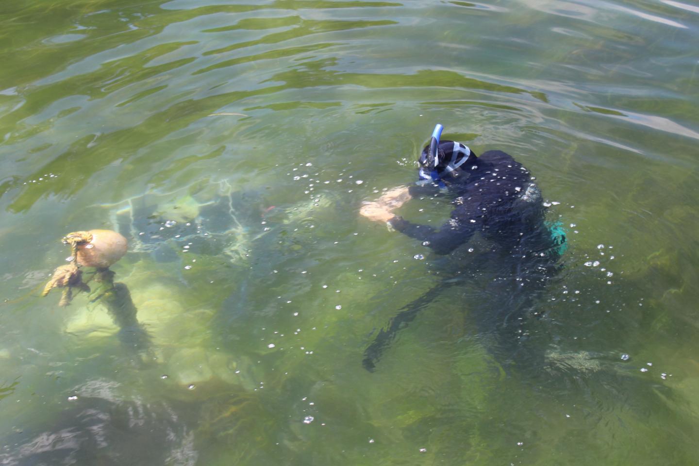 Seagrass Monitoring