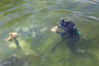 Seagrass Monitoring