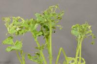 Damage Done by Diamondback Larvae