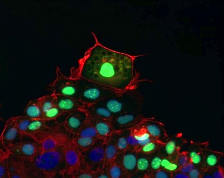 Leading the Pack in Wound Healing