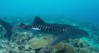 Shark laceration