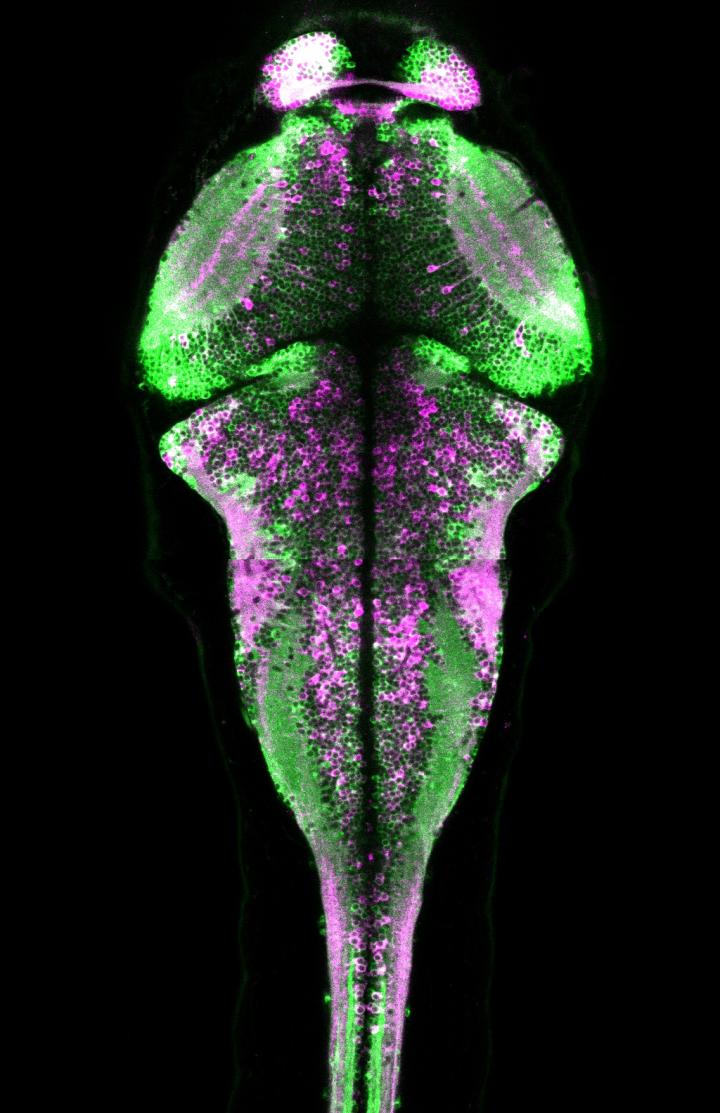 A Live Look at Active Neurons