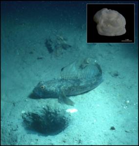 Fig. 1: The black goby (Gobius niger Linnaeus, 1758) from the northern Adriatic shelf and a fossil Otolith.