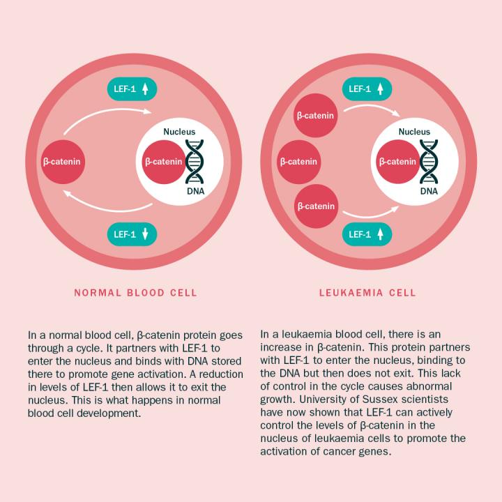 Normal Blood Cells Vs Leukaemia Blood Cells