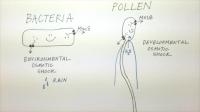 An Unexpected Connection Between Pollen and Bacteria