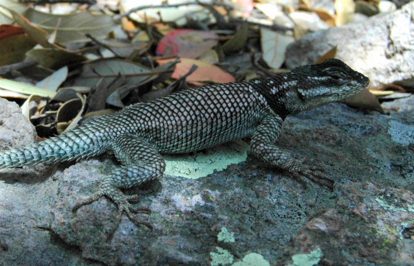 Spiny lizards in New Mexico