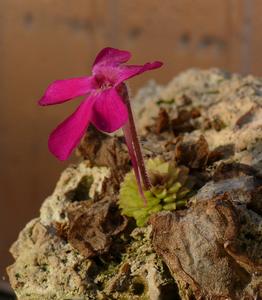 Pinguicula crassifolia