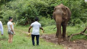 Don’t feed the elephants!