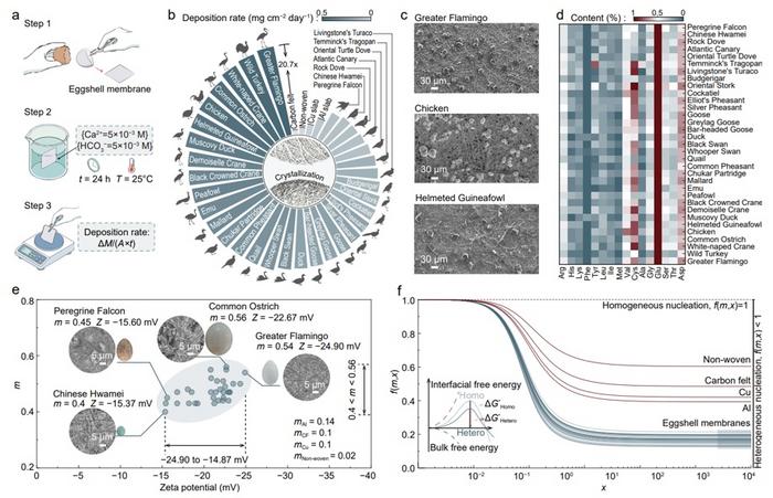 From Biomineralization to Energy Applications — Chinese Researchers Decode the Natural Wisdom Hidden in Avian Eggshell Membranes