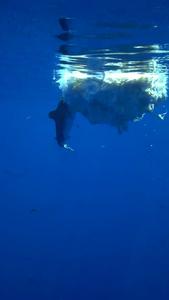Feeding sharks