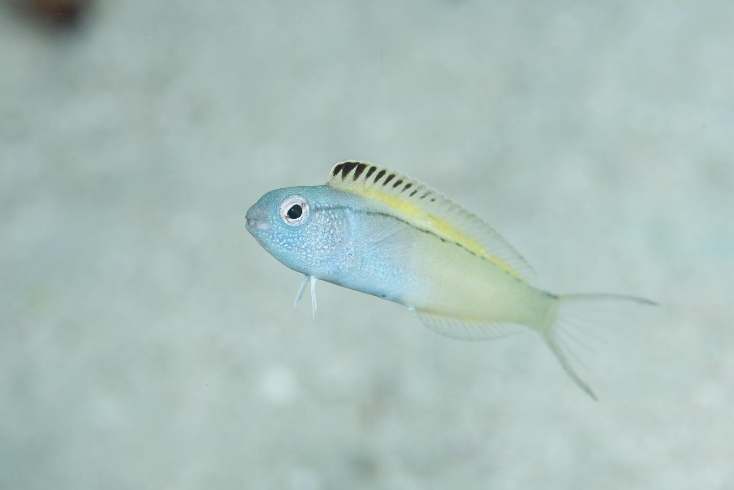 Meiacanthus nigrolineatus