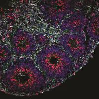 Cross-Section of a Brain Organoid