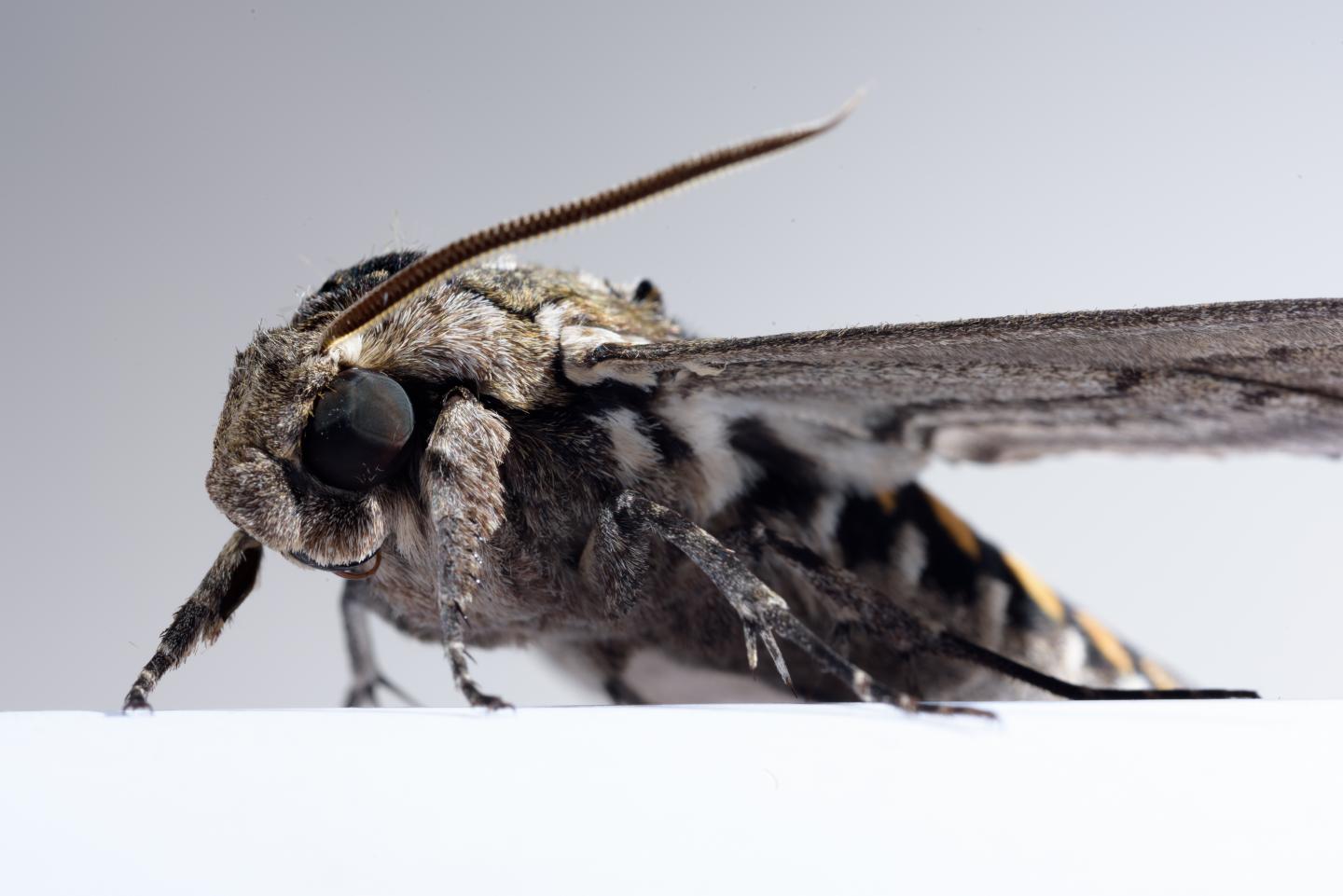 Hawkmoth
