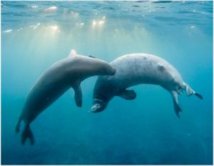 Two monk seal underwater