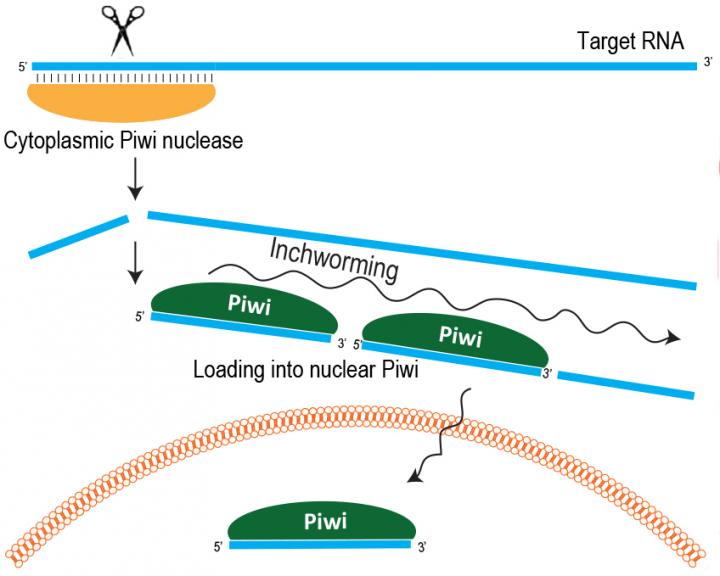 Generation of piRNAs