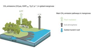 Comparison of global methane emissions from mangrove tree stems and soils