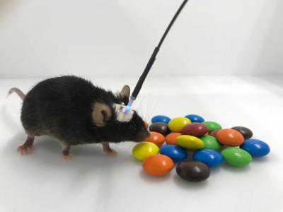 Optogenetic Manipulation on Impulsive Choice for Palatable Foods