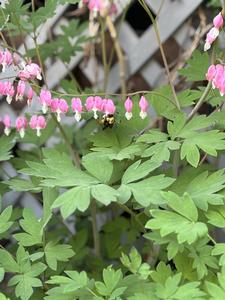 Bombus griseocollis