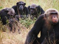 Chimpanzees