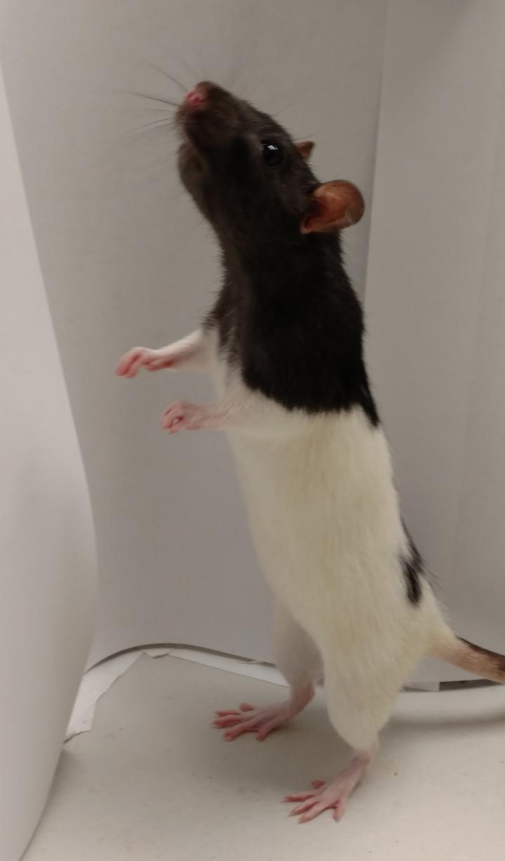 To Follow the Wind, Rats Use their Whiskers (3 of 8)