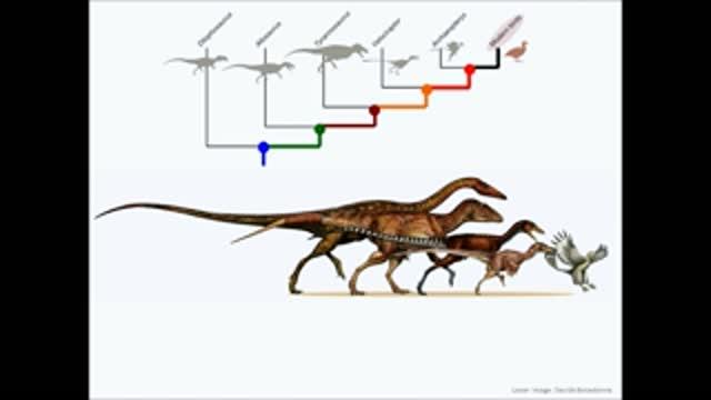 A Recipe for Birds: 50 Million Years of Dinosaur Shrinking (6 of 6)