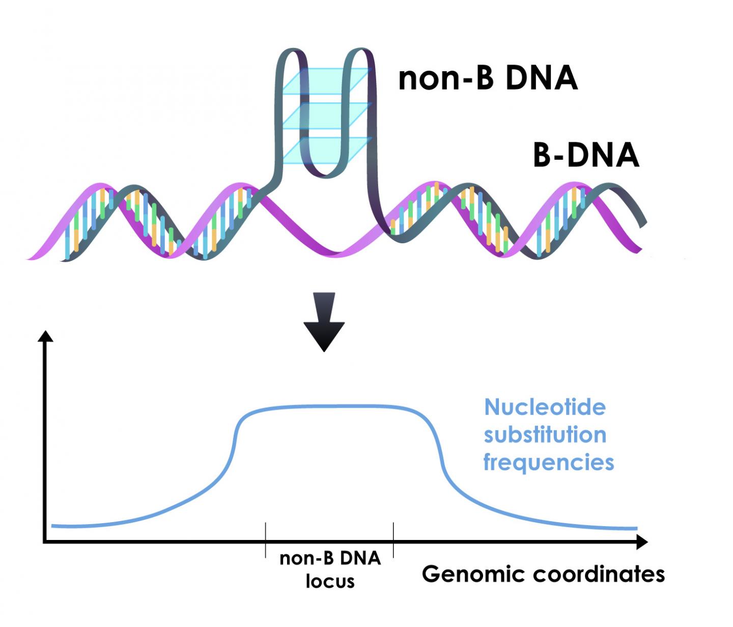 Non-B DNA mutation rate