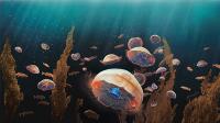 Jellyfish Illustration