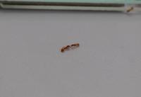 Rock Ant Workers Communicating