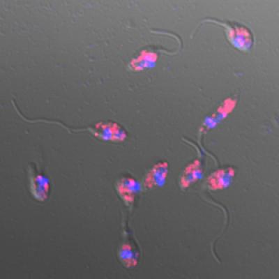 Infected Parasite