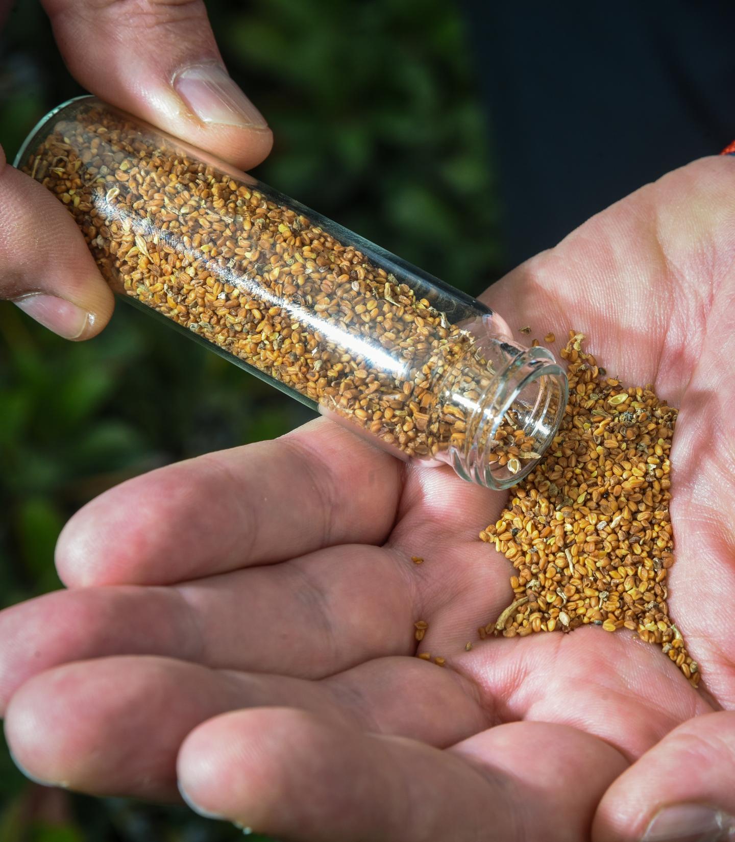Seeds of a sustainable insect control