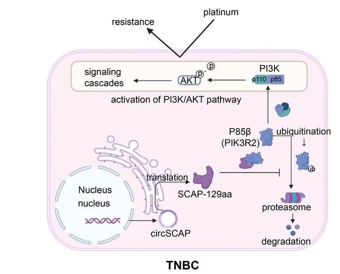 Schematic of circSCAP-SCAP-129aa-Mediated TNBC Platinum Resistance