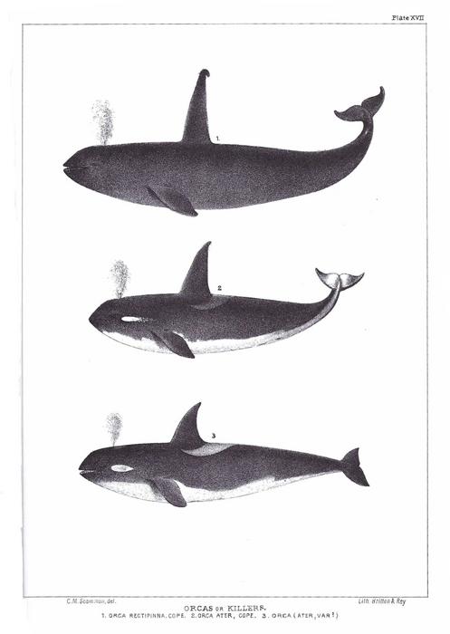 Scammon's Illustrations of West Coast Killer Whale Species