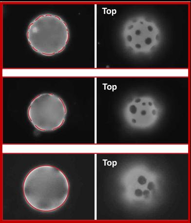 Arrangement of Micro-plates