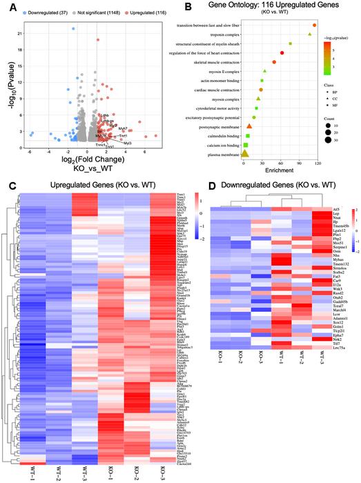 ATF5 is required for the maintenance of mitochondrial homeostasis and skeletal muscle health during aging