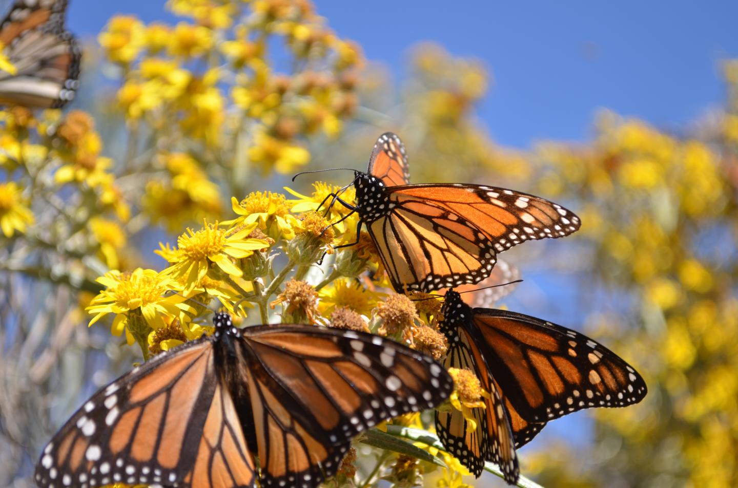 Monarch Butterflies